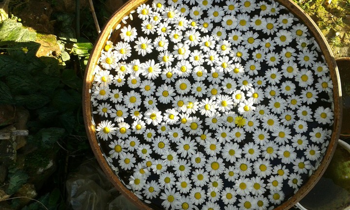 daises in barrel of water