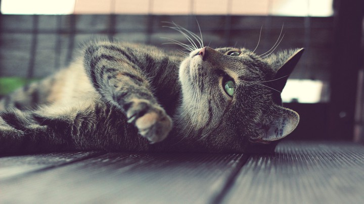 Kitten❤