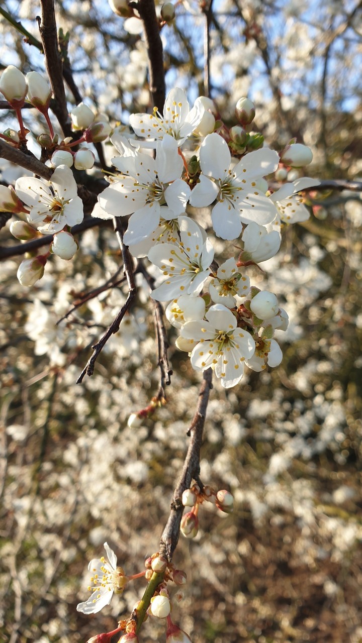 Frühlingsblüten