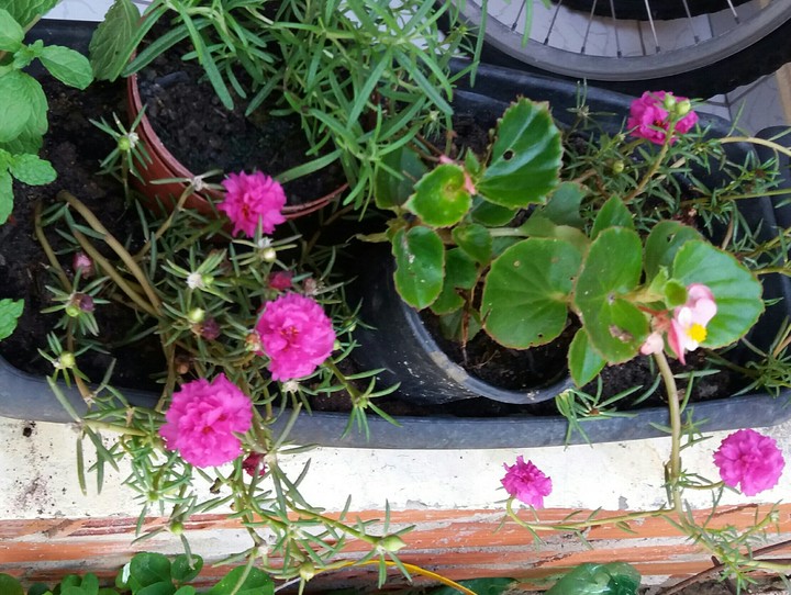 flor onze horas
