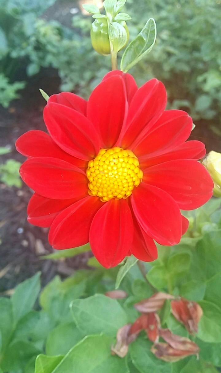 Red Blossom