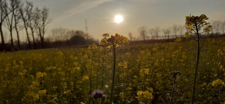 A top of rapsflower