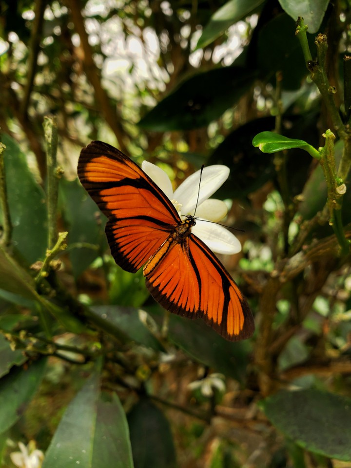 butterfly