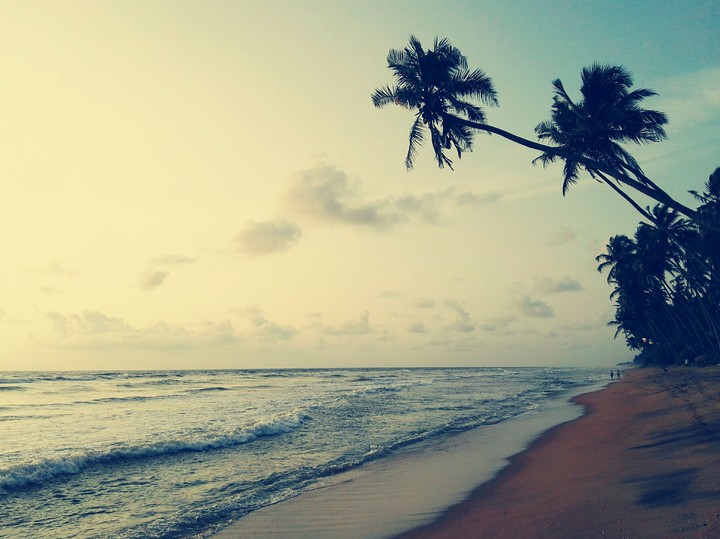 Two palms