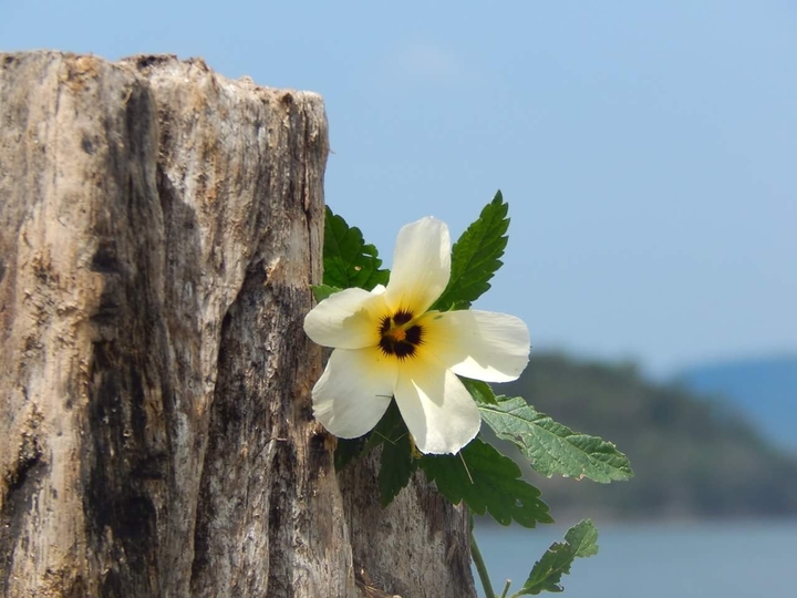 Por onde for floresça