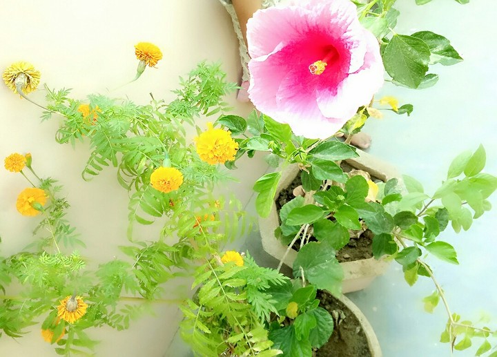 flower