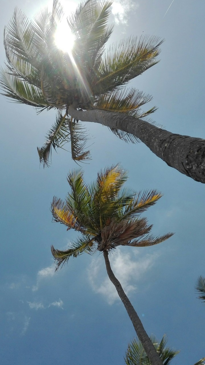 palms, Cuba