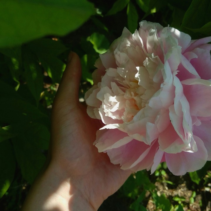 peony