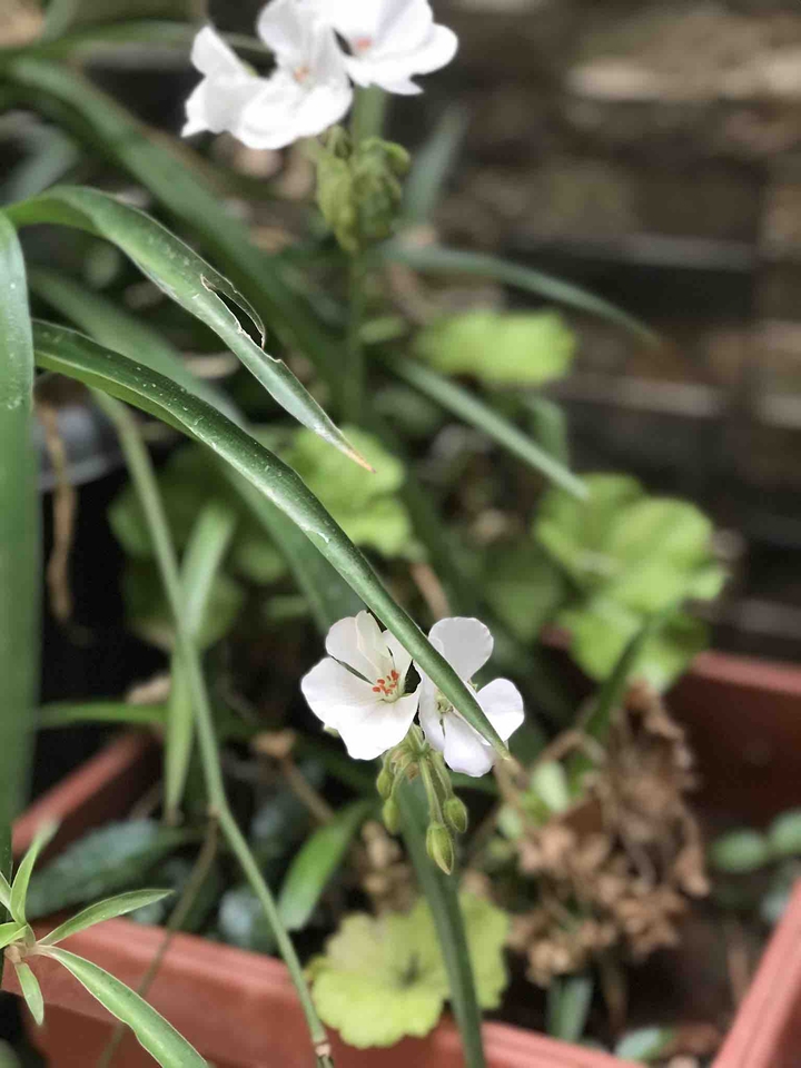white flower ??