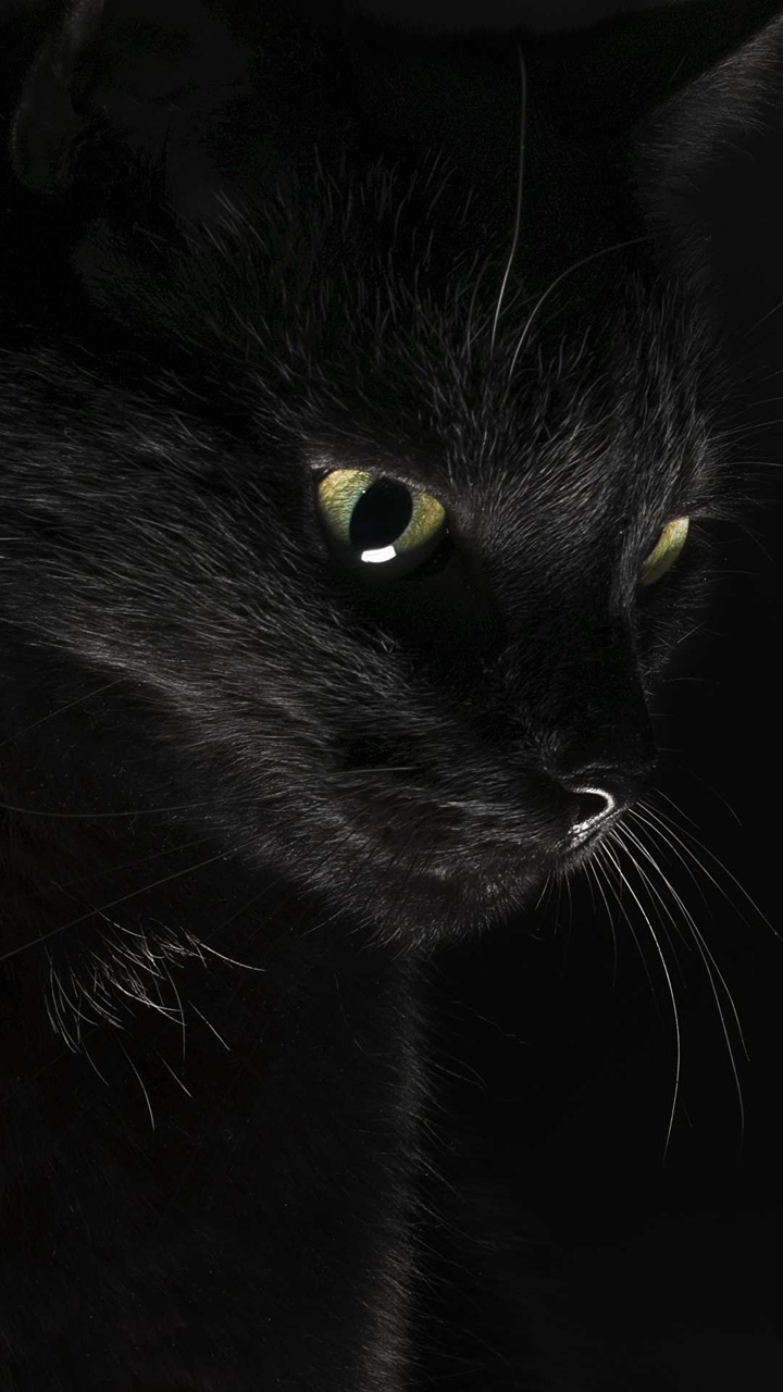 black, cat