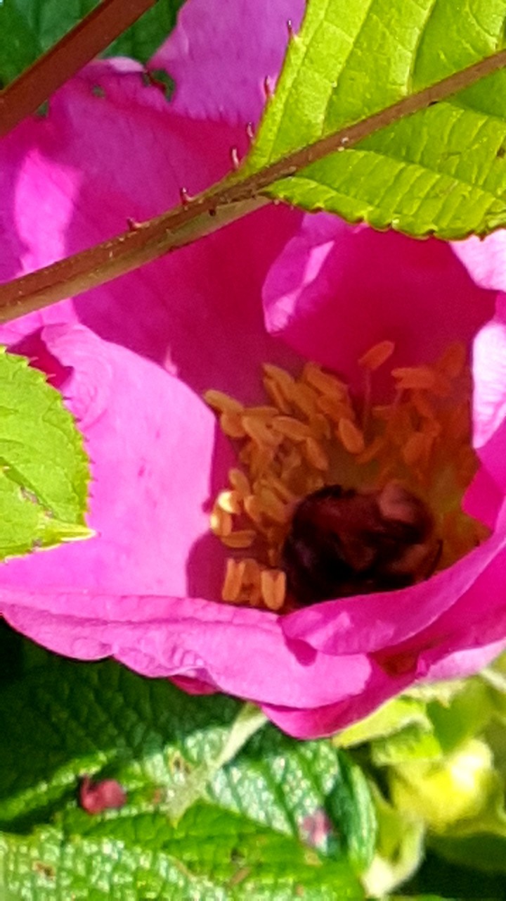 the importance of bees