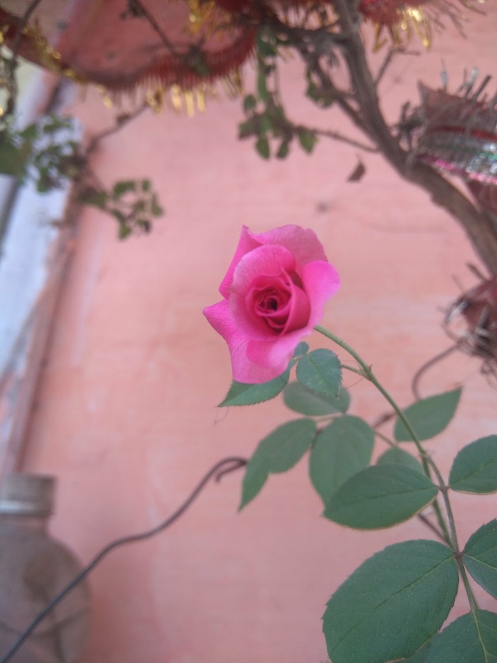 Rose
