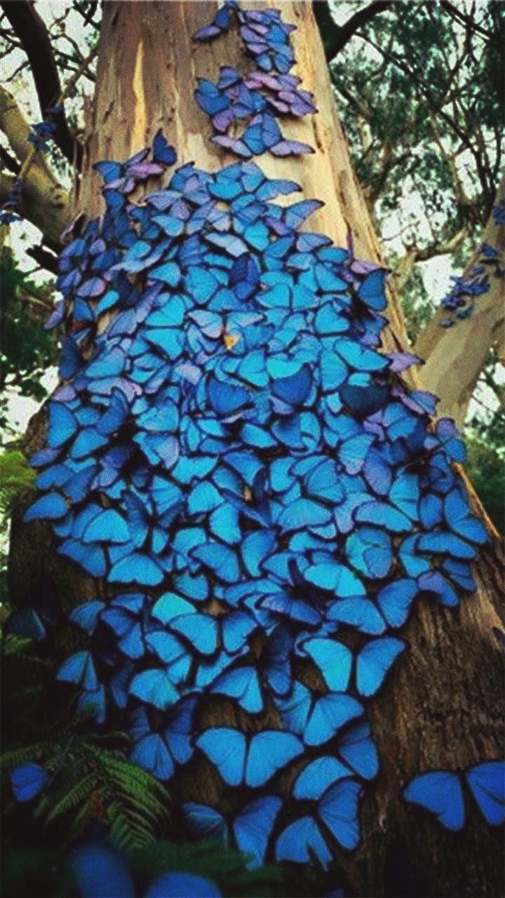 Beautiful Butterflies