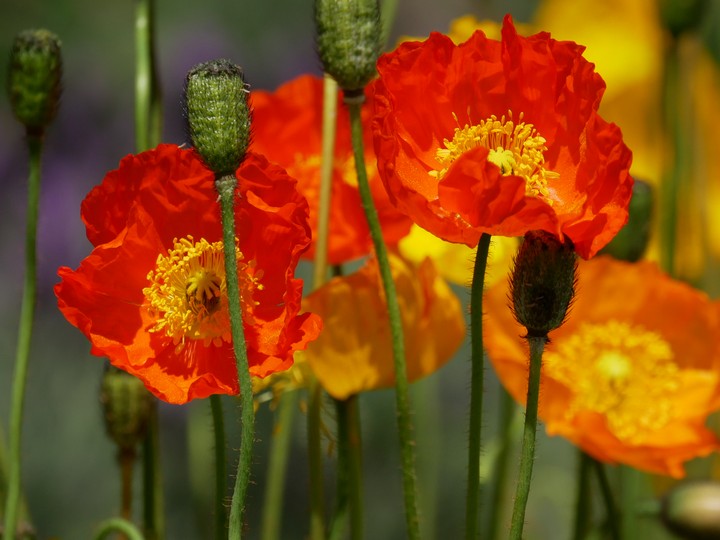 flower