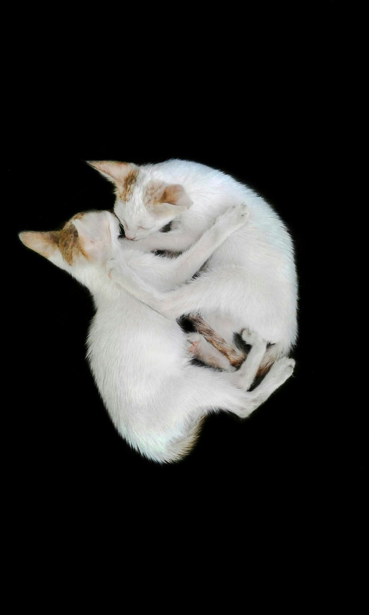 kitty