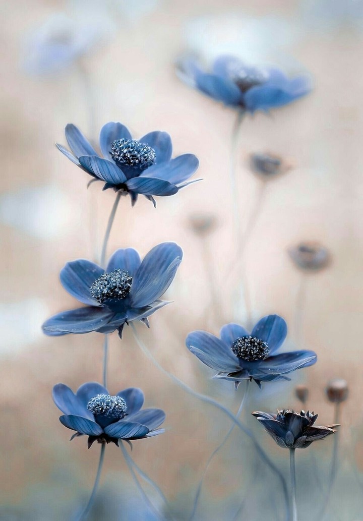 flowers....گوڵی شین