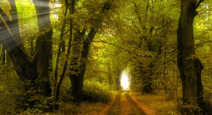 sun in the forest...