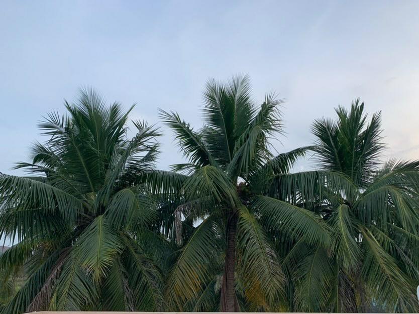 sfondi tree, tropics
