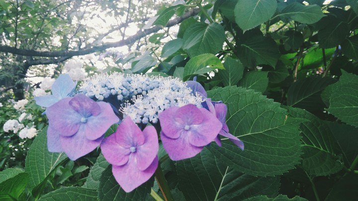 咲途中の紫陽花