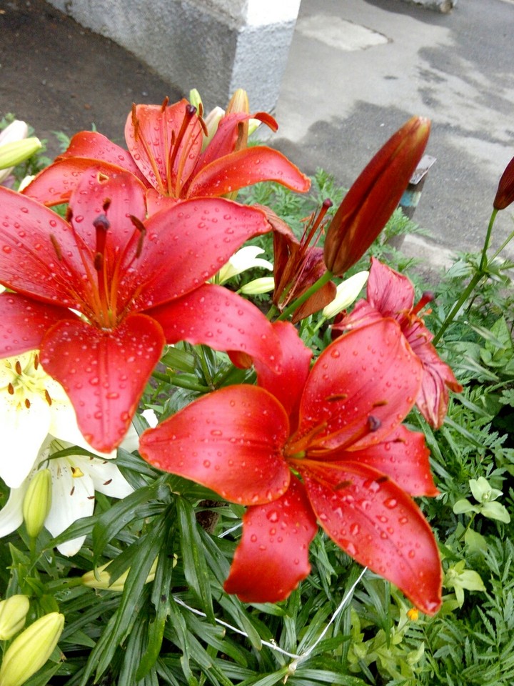 #flowers