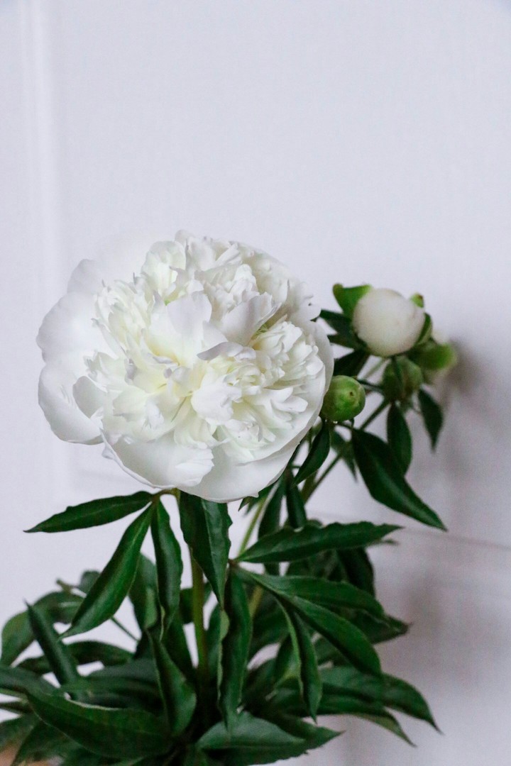 Peony