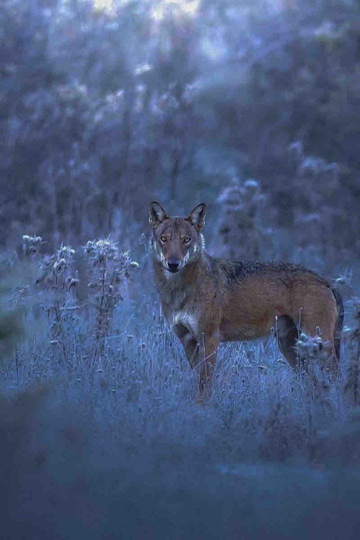 Wolf