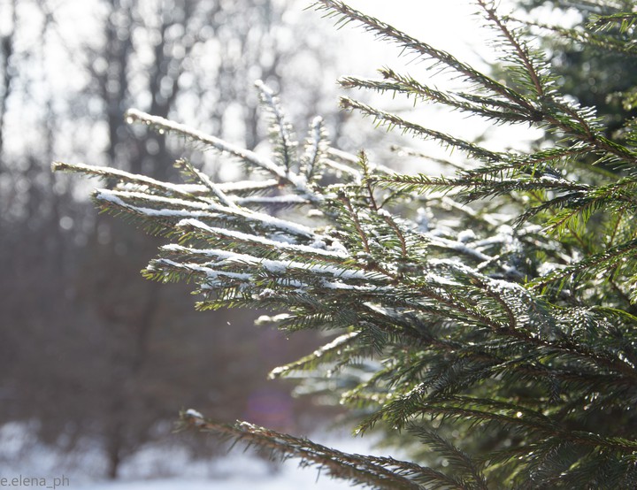 tree