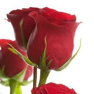 Red Rose