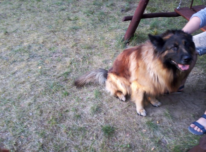 Elvis
