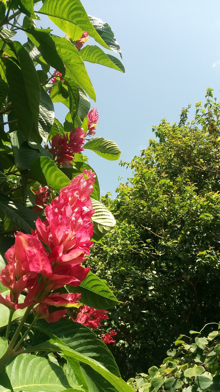 Red Flower