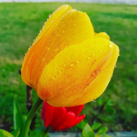 Waterdrops on a Flower