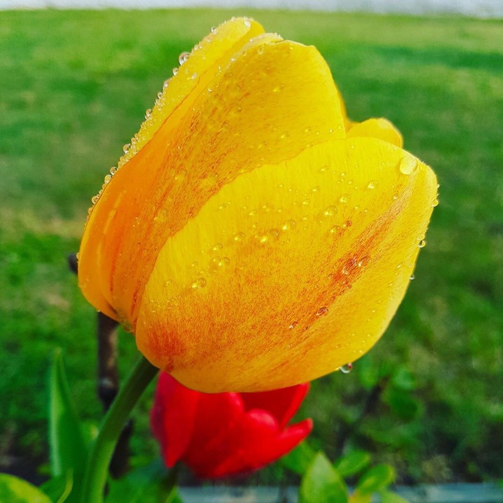 Waterdrops on a Flower