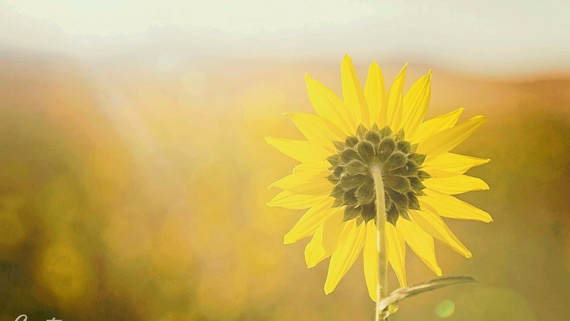 Sun Flower