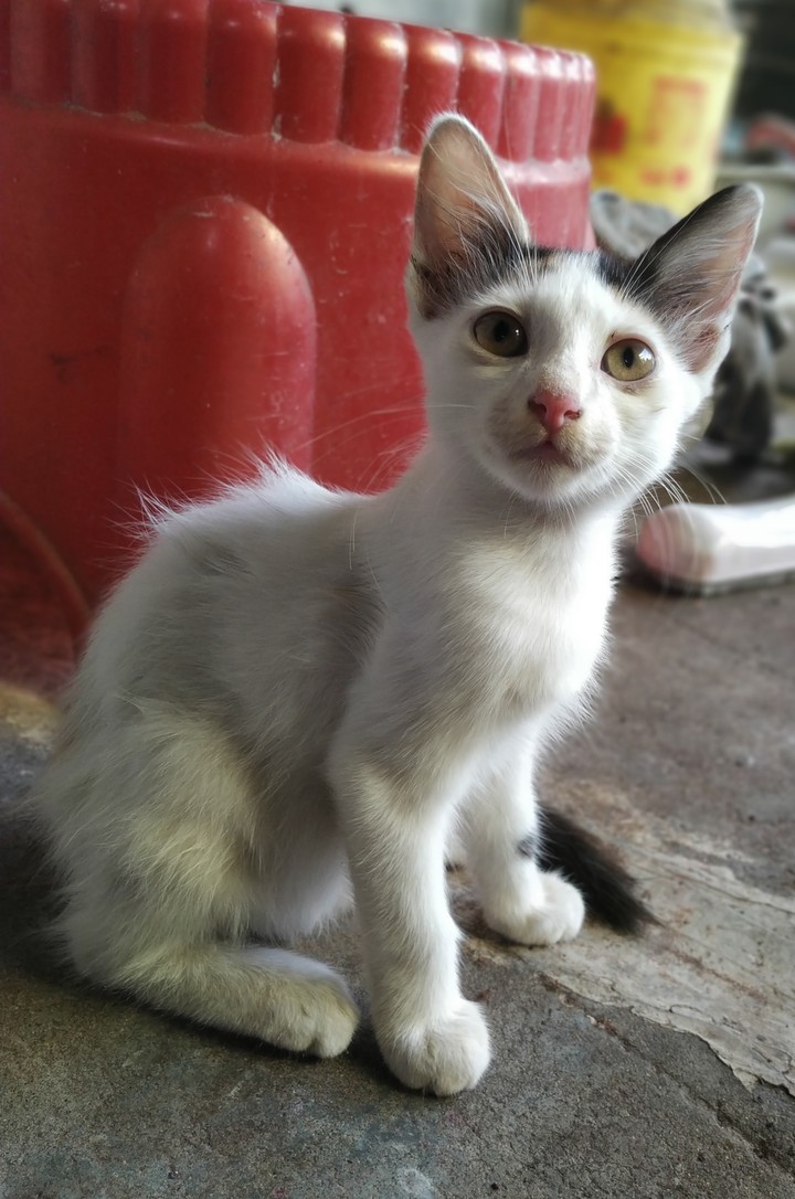 Kitty