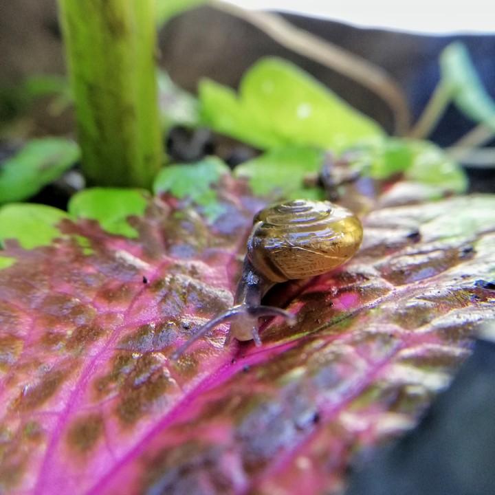 Snail