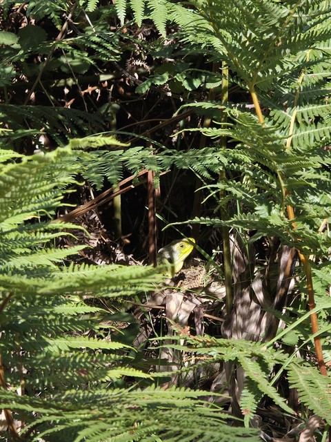 sfondi rainforest, jungle
