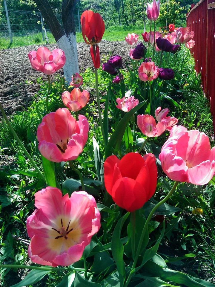 Tulips