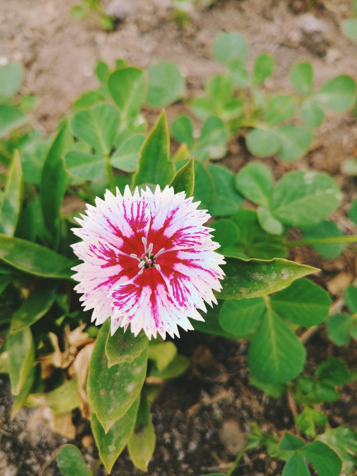 flower