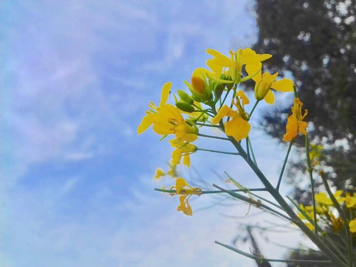flower and sky