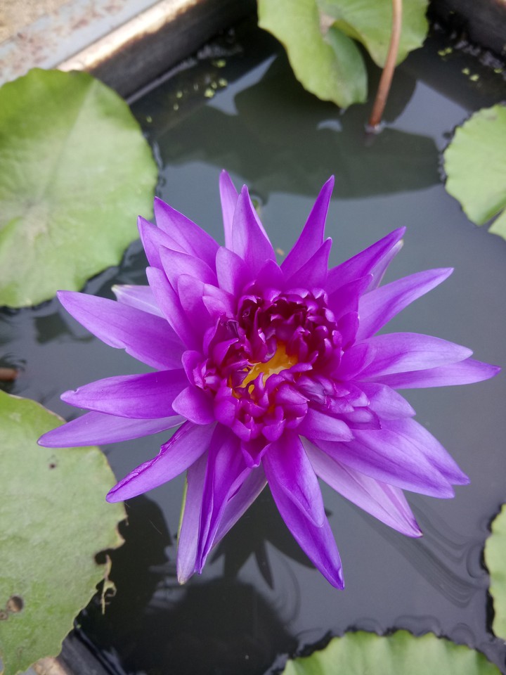 nice flower