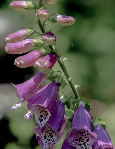 обои pink, flower