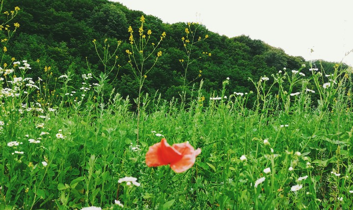 summer