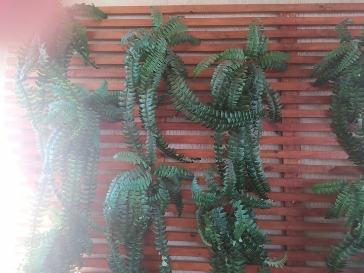 decoração