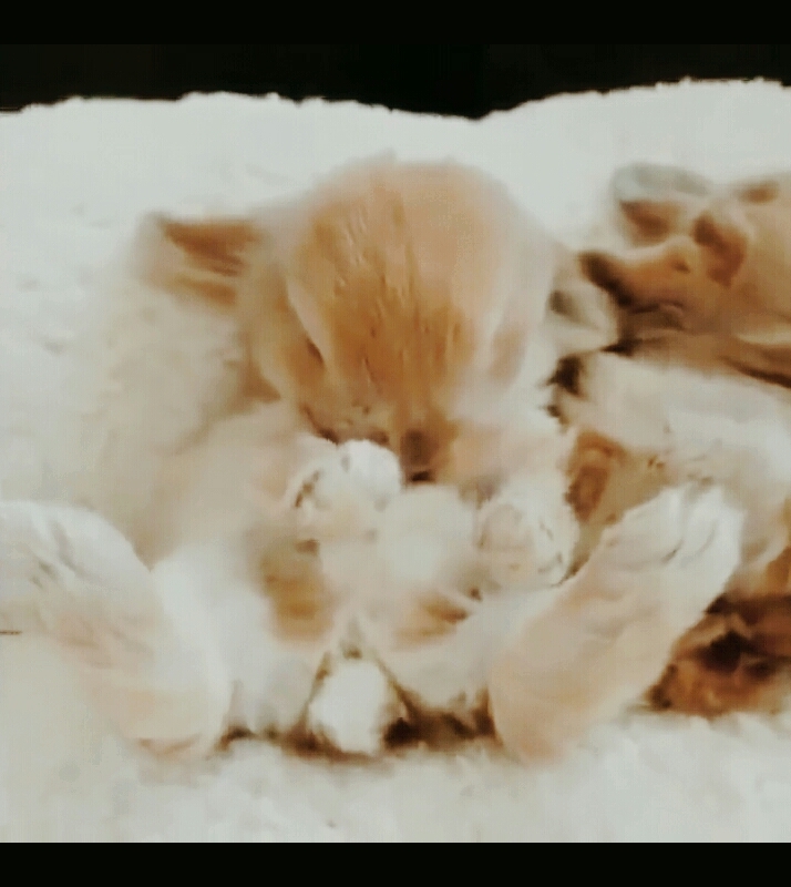 Hase