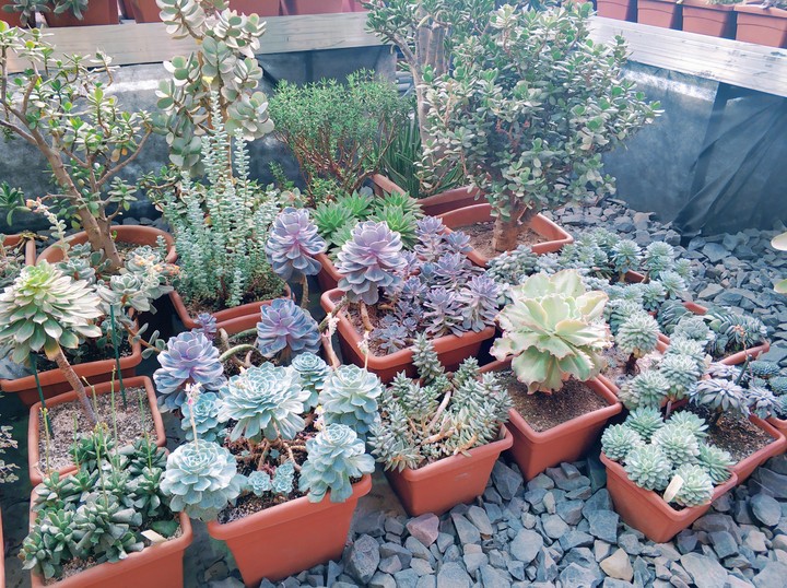 plants ?