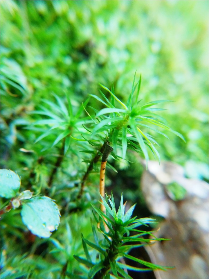 Grass