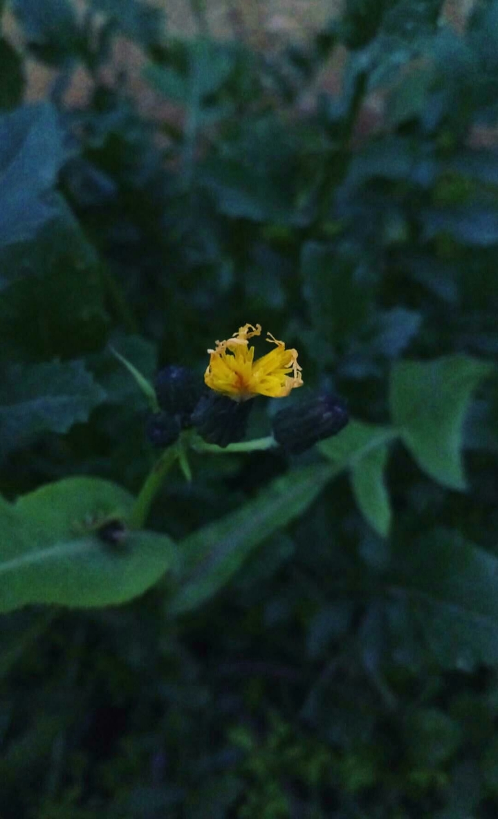 little flower 