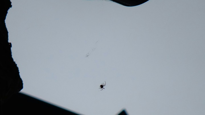 spider