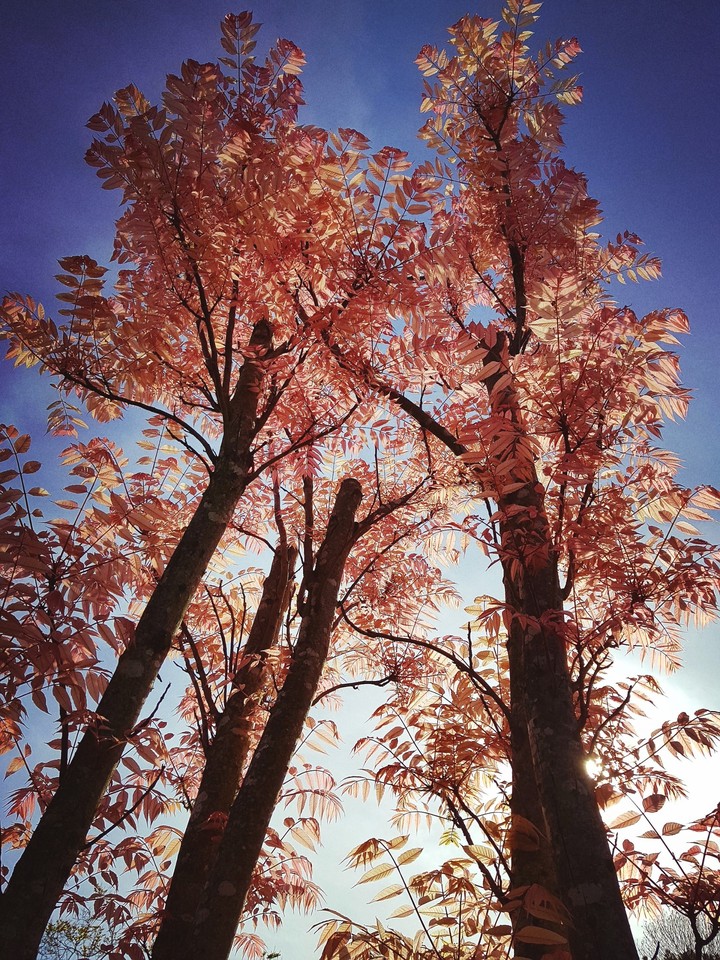 tree