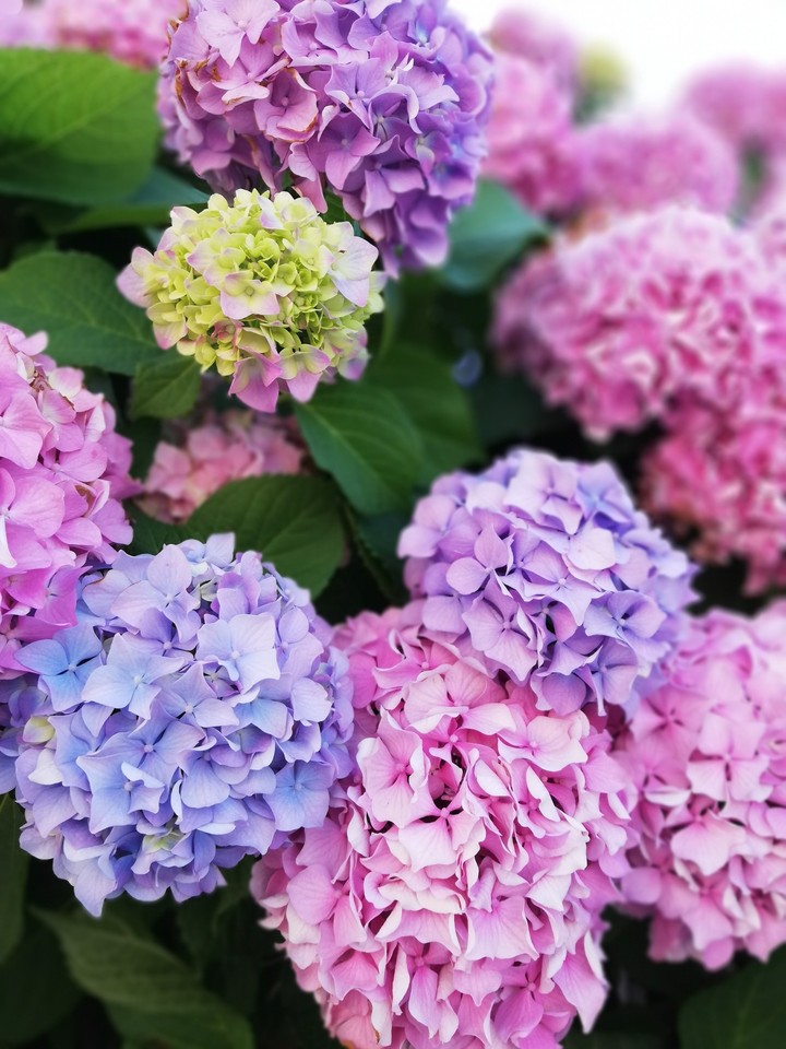 hydrangea flower 1